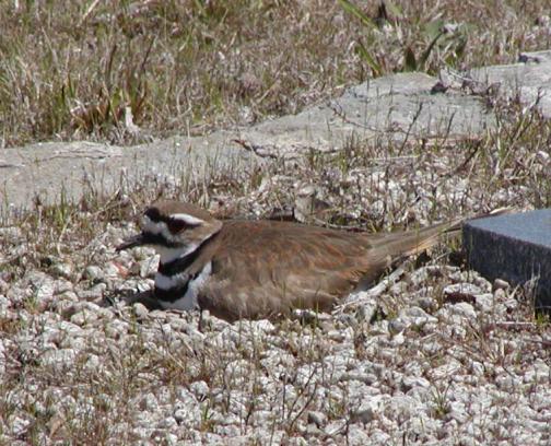 Killdeer