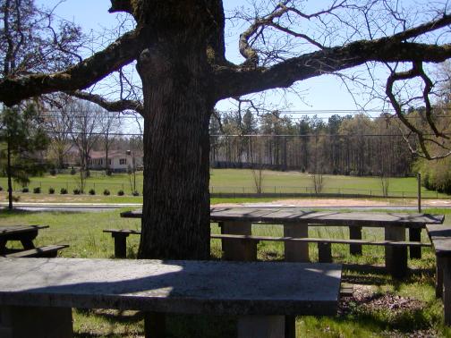 New Hope Tree