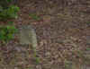 wpe1E8.jpg (44101 bytes)
