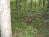 wpe1EE.jpg (49815 bytes)