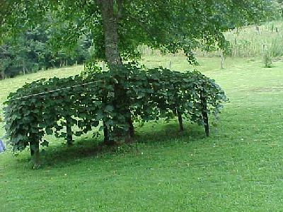 Nick Byers' Grapevine